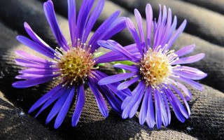 Purple flower blanket macro photorealism - a yellow center free wallpaper