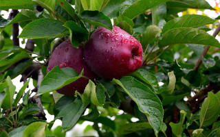 Apples on branch water droplets - fall vibrancy free wallpaper for desktop
