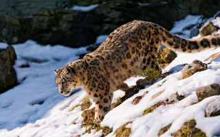Snow leopard snowy hill rocks - a snow leopard free wallpaper