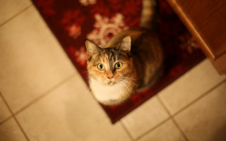 Curious cat on rug tiltshift - a rug free wallpaper