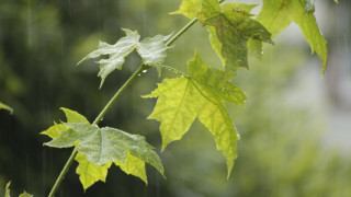 Green leaf water drops blurry - drop of water free wallpaper for desktop