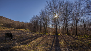 Horse grazing field trees hill - tree and a hill in the background free wallpaper