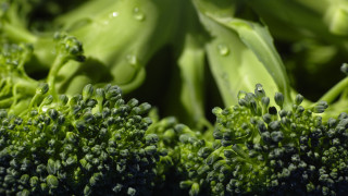 Broccoli water drops macro green - drop of water free wallpaper for desktop