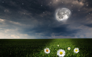 Grass daisies moon starry night - nighttime free wallpaper