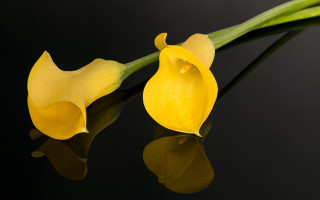 Yellow flower reflection black surface 2 - orphism free wallpaper