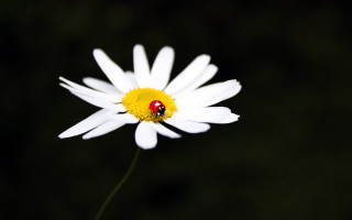 Ladybug whiteflower yellowcenter macrophotography angelwings - a lady bug free wallpaper for desktop