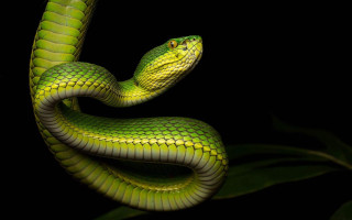 Green snake black background green 4 - a green leaf in the foreground free wallpaper