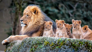 Lion cubs rock wild nature - wild free wallpaper