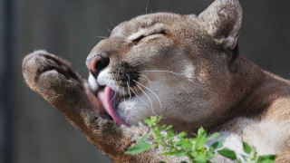 Cat yawning closeup realistic jigsaw - tongue free wallpaper for desktop