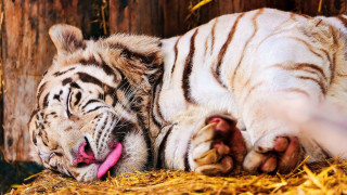 White tiger hay fence pink - a pink tongue free wallpaper