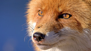 Red fox closeup blue sky - a few cloud free wallpaper for desktop