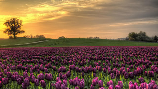 Purple flower field sunset tree - purple flower free wallpaper
