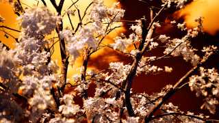 Tree white flowers yellow sky - a yellow sky free wallpaper for desktop