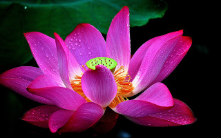 Pink flower green bug water - center free wallpaper for desktop