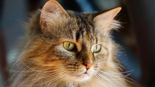 Cat green eyes portrait renaissance 2 - brenda chamberlain free wallpaper