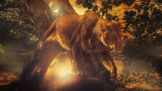 Lion forest night bright light 2 - a lion free wallpaper for desktop