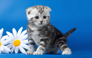 Kitten flowers blue background white - a blue background behind free wallpaper