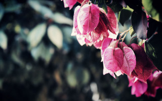 Pink flowers tree bloom bokeh - canon 5 0 mm free wallpaper