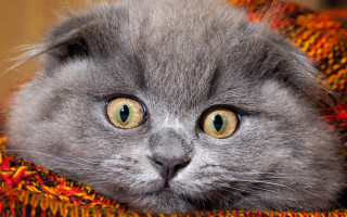 Gray cat green eyes autumn - a gray cat free wallpaper for desktop