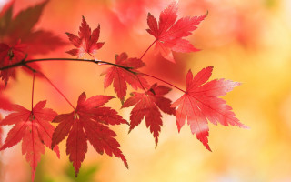 Red leaves autumn macro bug - background free wallpaper