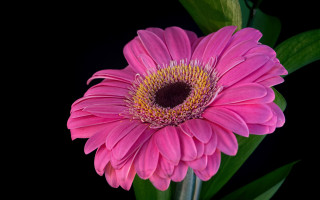 Pink flower green stem black - studio photography free wallpaper