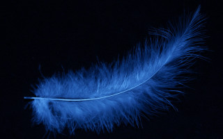 Blue feather night sky fireworks - a black background free wallpaper for desktop