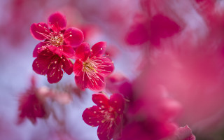 Pink flower sky background macro - a sky background in the background free wallpaper
