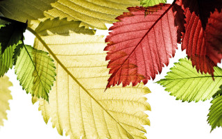 Red green leaf autumn generative - a close up of a leaf free wallpaper