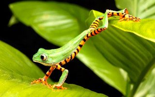Green orange frog leafy plant 3 - frog free wallpaper