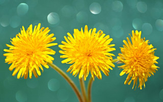 Yellow flower vase bokeh moon - a table top free wallpaper