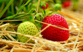 Strawberries hay field blurry background - eden box free wallpaper