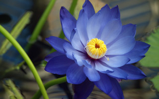 Blue flower yellow center water - water lily free wallpaper