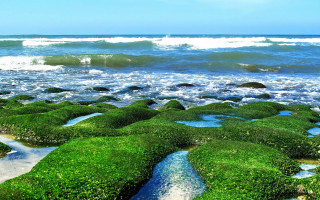 Mossy beach ocean waves blue - the shore free wallpaper