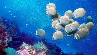 Fish coral reef ocean blue 2 - underwater free wallpaper for desktop