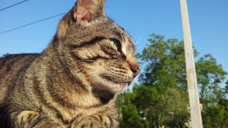 Cat ledge looking up trees - a ledge free wallpaper