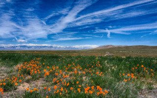 Flower field mountain sky autumn - ansel adams free wallpaper for desktop