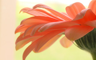 Flower closeup blurry background window - a close up of a flower free wallpaper for desktop
