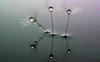 Dandelion water drops reflection macro - drop of water free wallpaper