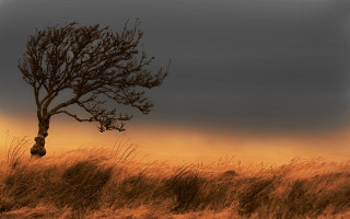 Lone tree gradient sky dusk - a dark sky in the background free wallpaper