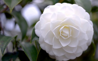 White flower green leaves bokeh - simple free wallpaper