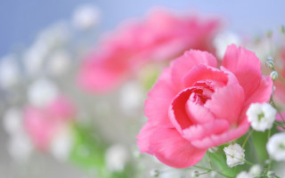 Pink flower bokeh white background - white flower free wallpaper