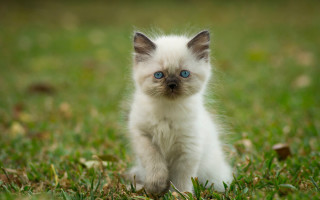 Curious white kitten blue eyes 2 - a small white kitten free wallpaper
