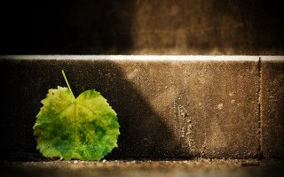 Leaf wall shadow night sky - the ground next free wallpaper for desktop