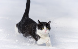 Black white cat running snow - in the snow free wallpaper