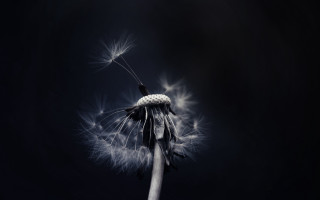 Dandelion black white background macro - a dandelion free wallpaper for desktop