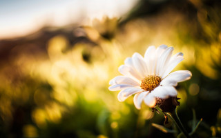 White flower field bokeh shoot - a white flower free wallpaper