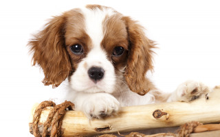 Puppy log rope paw furry - paw free wallpaper