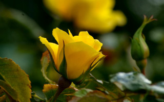 Yellow rose garden macro shallow - a yellow flower free wallpaper
