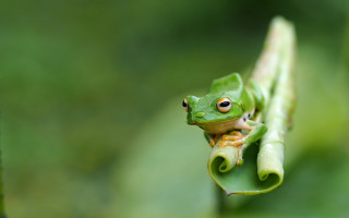 Green frog plant stem macro - a green frog free wallpaper