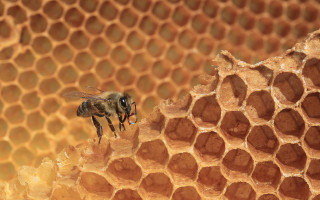 Bee honeycomb macro photography urban - a bee free wallpaper